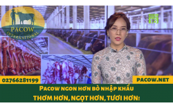 TẠI SAO THỊT BÒ MÁT LẠI ĐẮT (ĐẮT TIỀN LẪN ĐẮT HÀNG)?